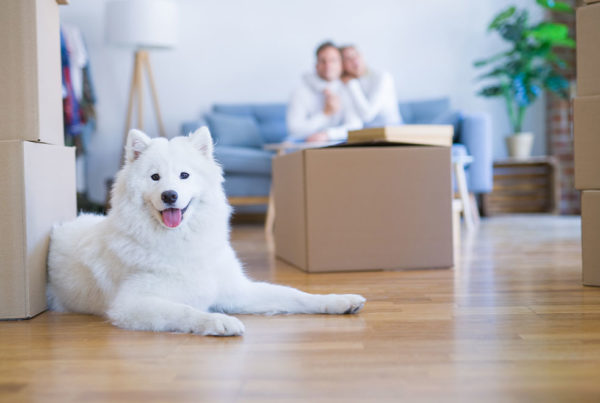 Top Tips for Moving House with a Pet